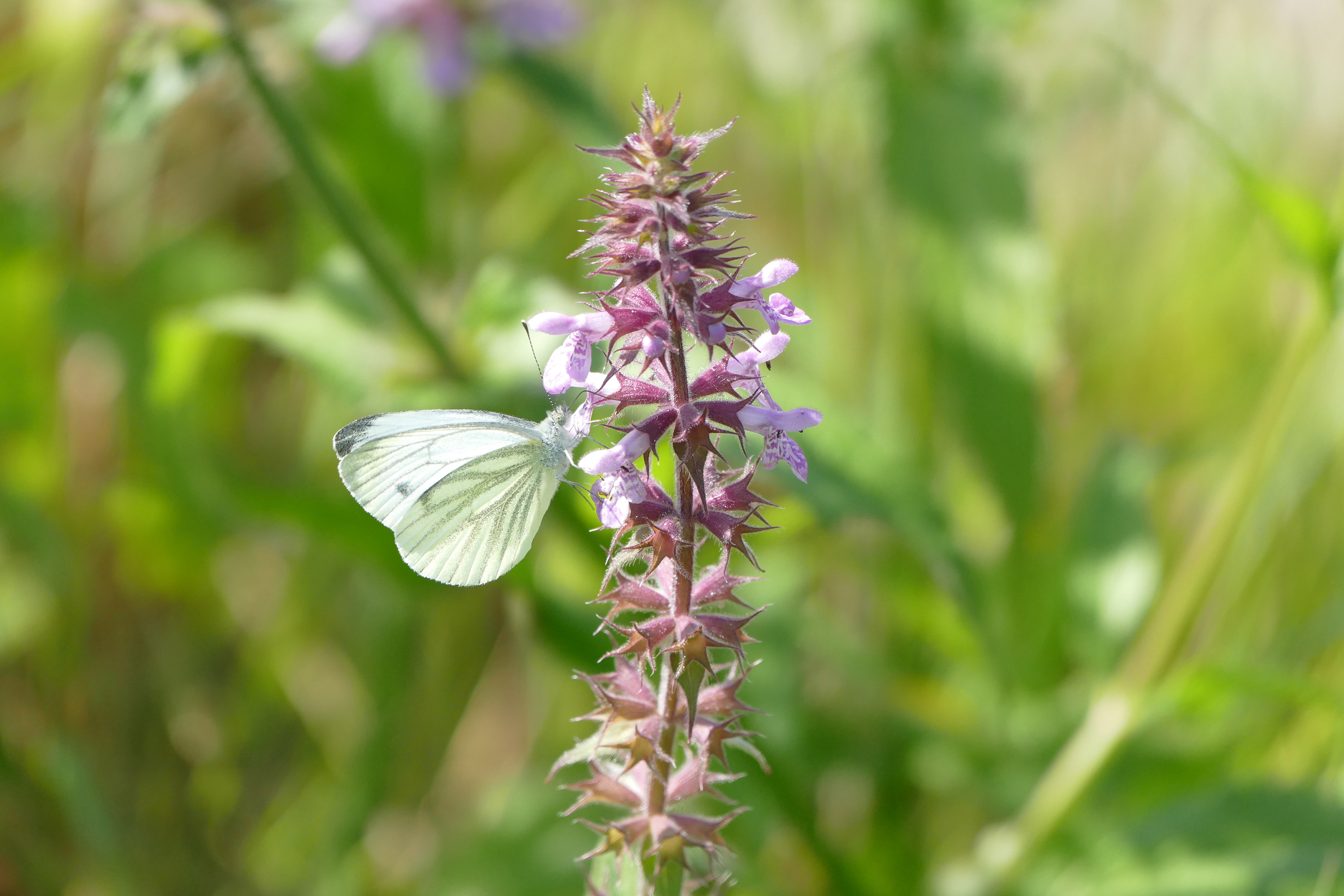 naam wilde bloem langs waterkant